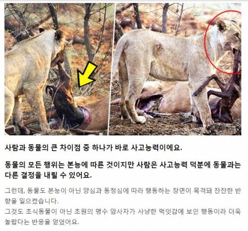 임신한 사슴을 공격한 사자
