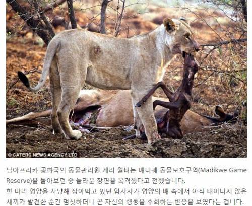 임신한 사슴을 공격한 사자