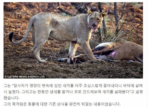 임신한 사슴을 공격한 사자