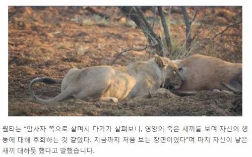 임신한 사슴을 공격한 사자