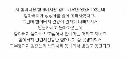 집 밖으로 못 나오는 멍멍이.gif
