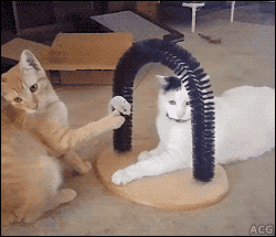 이거나 먹어라냥.gif