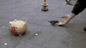 새를 이용한 앵벌이.gif