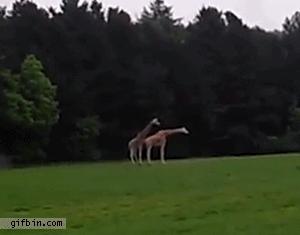 실패한 기린.gif