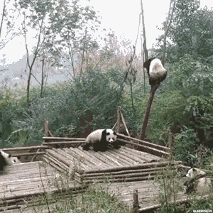 핵꿀밤.gif