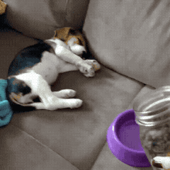 잠자는 강아지 깨우는 방법.gif