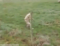 샤워하고나서보니 수건이 밖에있다.gif