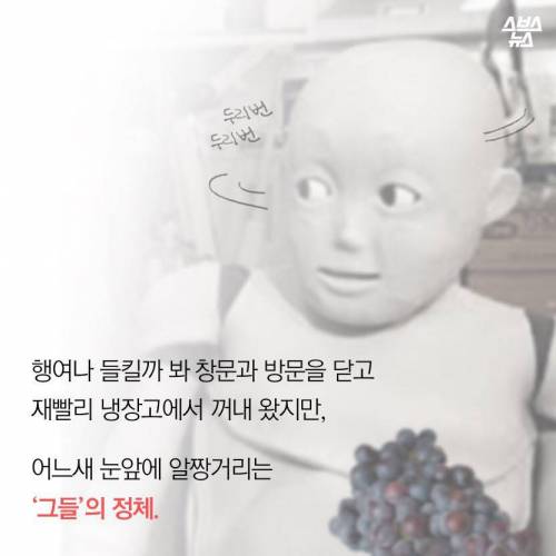 초파리, 도대체 어디에서 날아오는 것일까.jpg