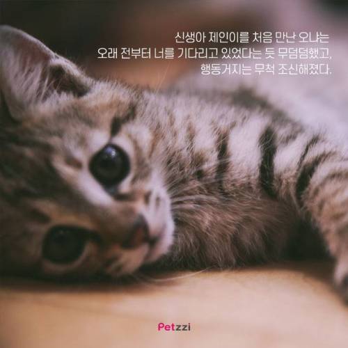 아기와 고양이, 그 교감의 단계 ..