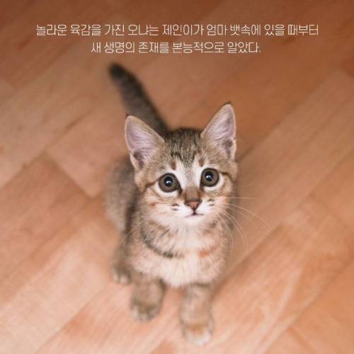 아기와 고양이, 그 교감의 단계 ..