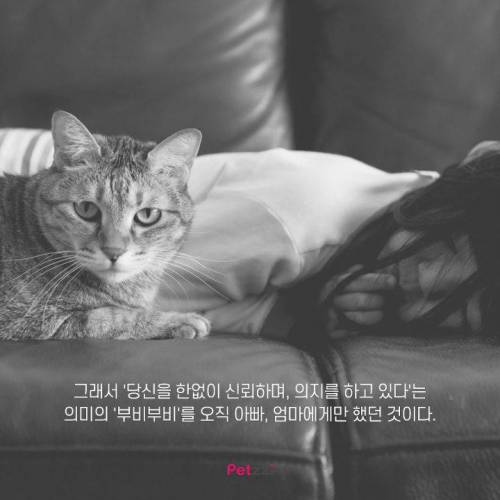 아기와 고양이, 그 교감의 단계 ..