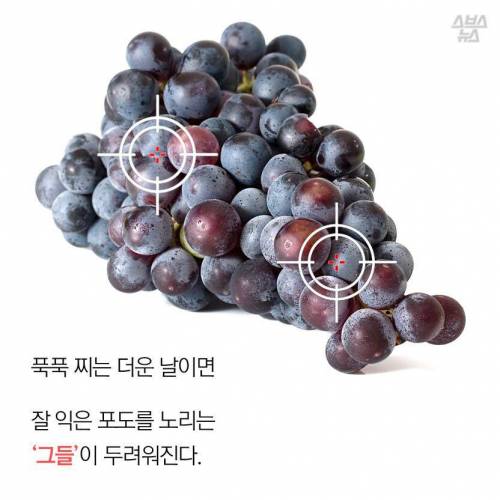 초파리, 도대체 어디에서 날아오는 것일까.jpg