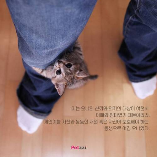 아기와 고양이, 그 교감의 단계 ..