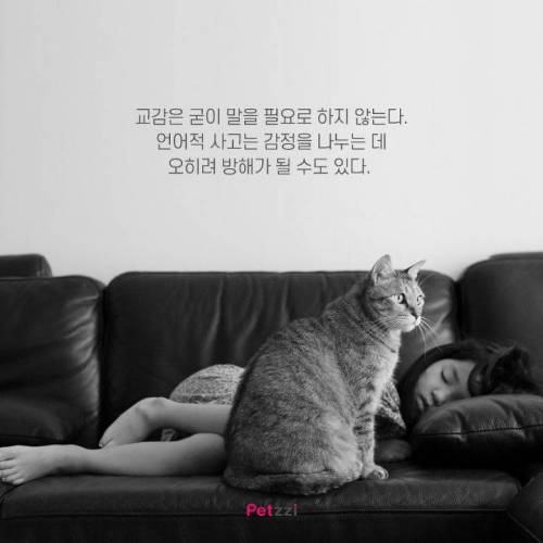 아기와 고양이, 그 교감의 단계 ..