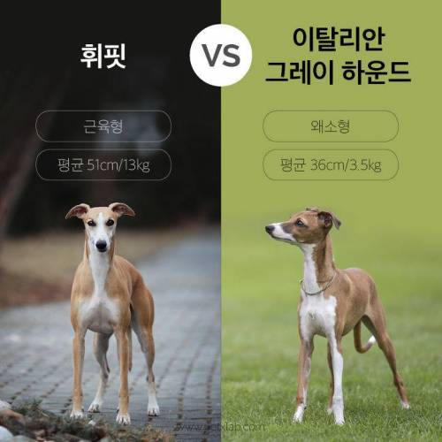 강아지 견종 구별법.jpg
