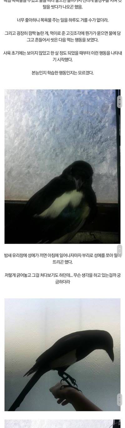 디씨인의 까치와 지냈던 2년간의 기록.jpg