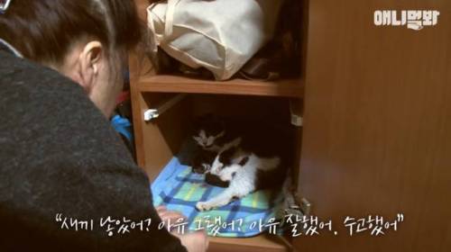 뻔뻔한 길고양이 순산 프로젝트