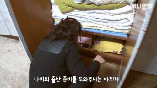 뻔뻔한 길고양이 순산 프로젝트