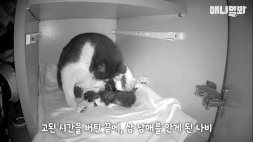 뻔뻔한 길고양이 순산 프로젝트