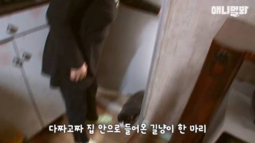 뻔뻔한 길고양이 순산 프로젝트