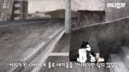 뻔뻔한 길고양이 순산 프로젝트