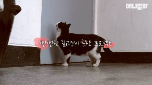 뻔뻔한 길고양이 순산 프로젝트