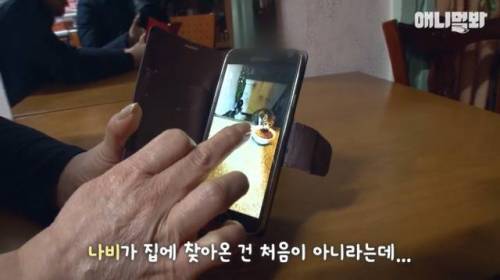 뻔뻔한 길고양이 순산 프로젝트