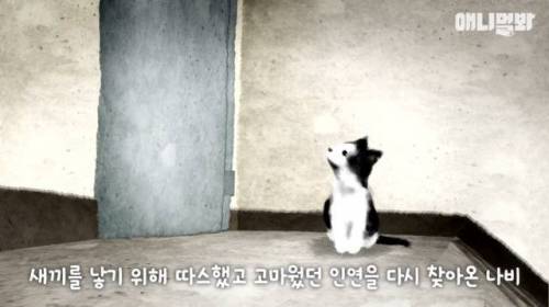 뻔뻔한 길고양이 순산 프로젝트