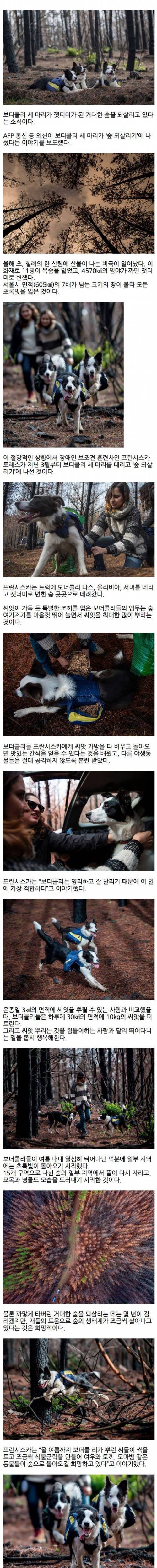 잿더미가 된 거대한 숲을 되살리는 보더콜리 삼총사 ..