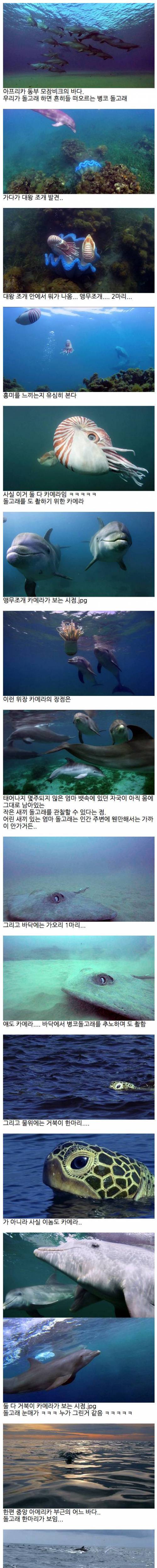 디스패치는 저리가라는 돌고래 관찰.jpg