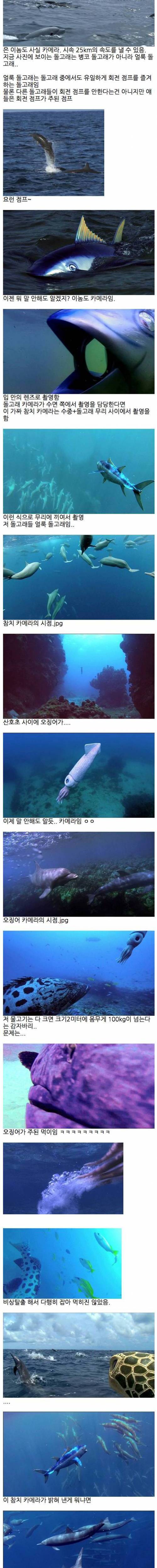 디스패치는 저리가라는 돌고래 관찰.jpg