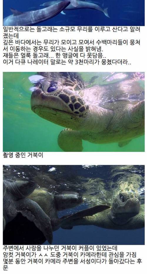 디스패치는 저리가라는 돌고래 관찰.jpg