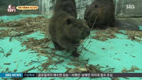아기 비버의 이름.jpg