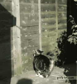 담넘냥.gif