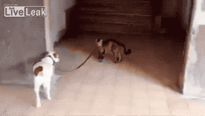 아오 집에 좀 가자고!!!.gif