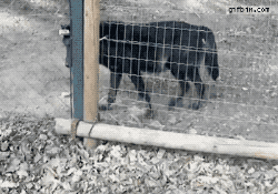 늑대 vs 도베르만.gif