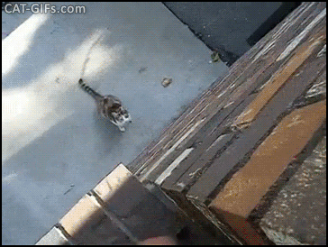 스파이더냥.gif