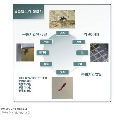 모기를 잡아먹는 모기.jpg