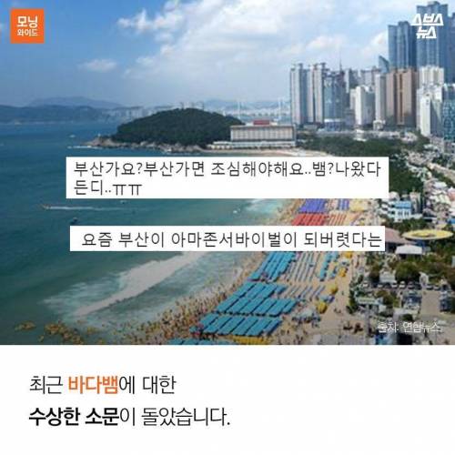 해수온도 상승으로 부산에 출몰하게 된 바다뱀.jpg