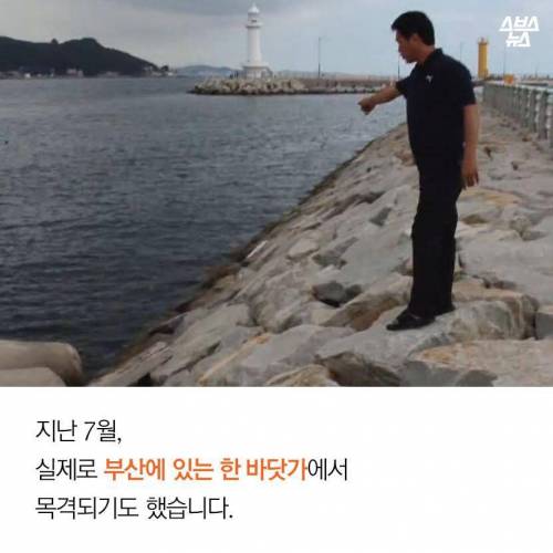 해수온도 상승으로 부산에 출몰하게 된 바다뱀.jpg