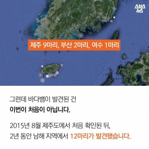 해수온도 상승으로 부산에 출몰하게 된 바다뱀.jpg