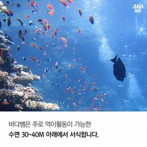 해수온도 상승으로 부산에 출몰하게 된 바다뱀.jpg