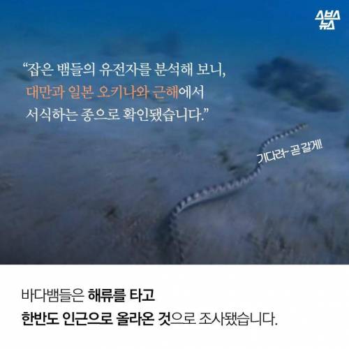 해수온도 상승으로 부산에 출몰하게 된 바다뱀.jpg