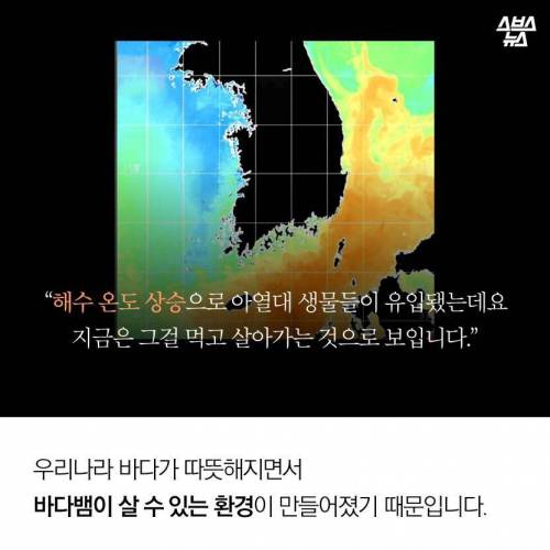 해수온도 상승으로 부산에 출몰하게 된 바다뱀.jpg