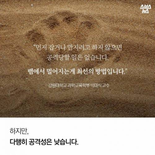 해수온도 상승으로 부산에 출몰하게 된 바다뱀.jpg