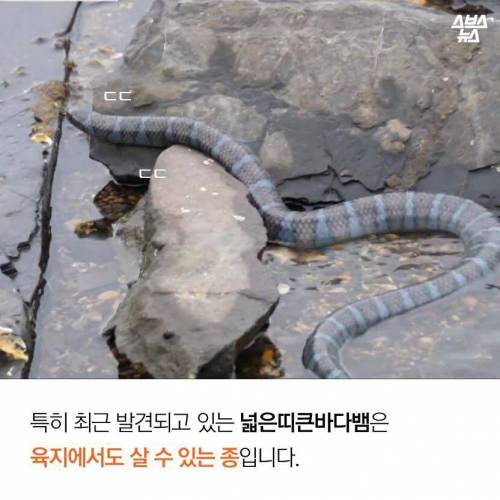 해수온도 상승으로 부산에 출몰하게 된 바다뱀.jpg