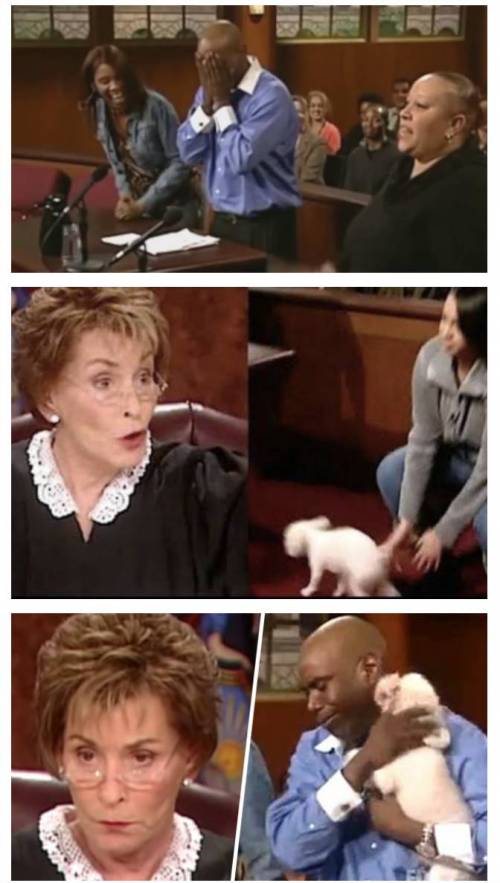 강아지 '진짜' 주인 밝힌 판사의 역대급 방법