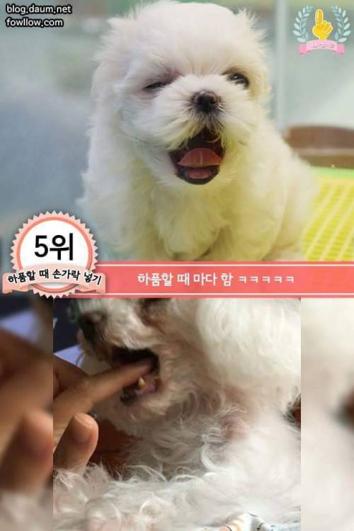 강아지에게 한번쯤 꼭 해보는 행동