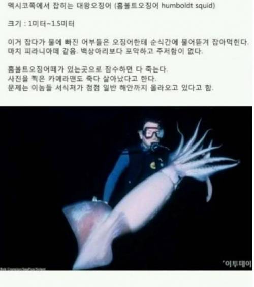 멕시코의 홈볼트 오징어.jpg