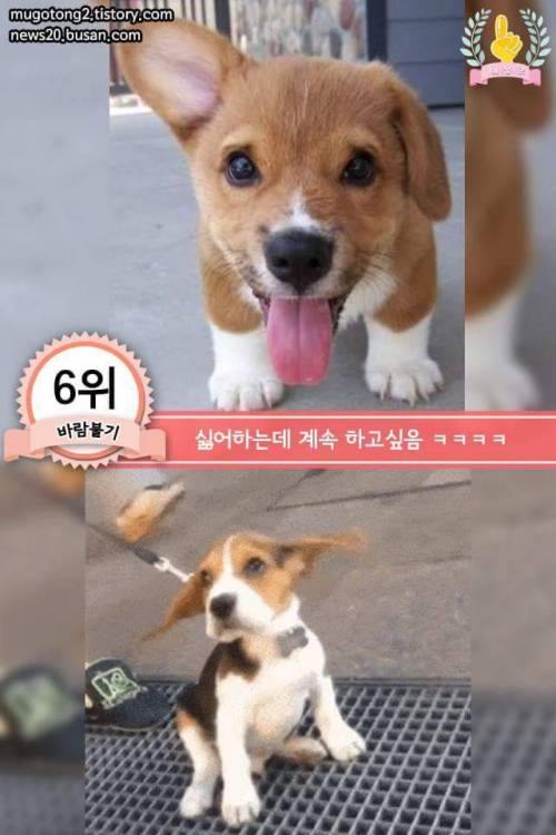 강아지에게 한번쯤 꼭 해보는 행동